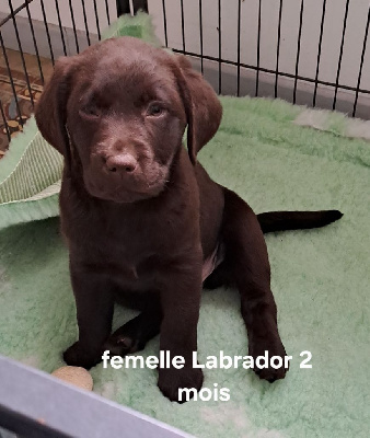 Les chiots de Labrador Retriever