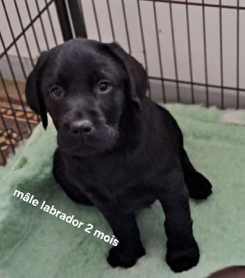 Les chiots de Labrador Retriever