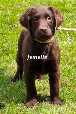 Les chiots de Labrador Retriever