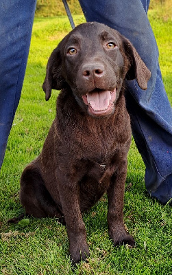 Les chiots de Labrador Retriever