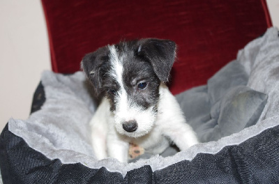 Les chiots de Jack Russell Terrier