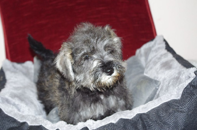 Les chiots de Schnauzer miniature