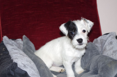 CHIOT 3 - Jack Russell Terrier