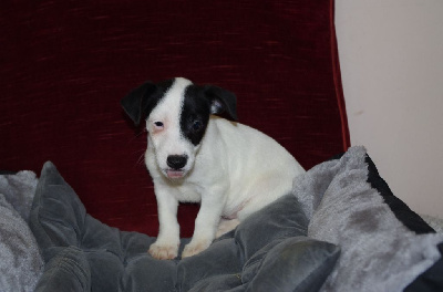 Les chiots de Jack Russell Terrier