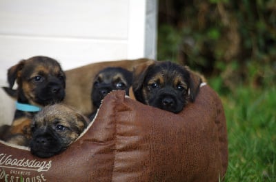 Les chiots de Border Terrier