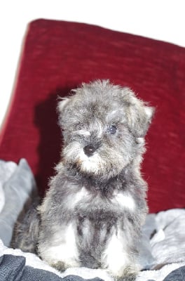 Les chiots de Schnauzer miniature