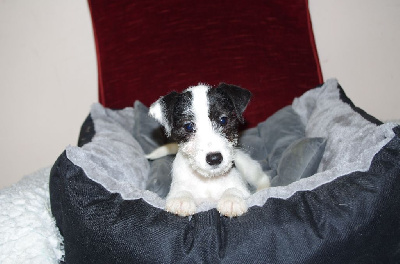 Les chiots de Jack Russell Terrier