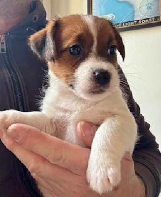 Les chiots de Jack Russell Terrier