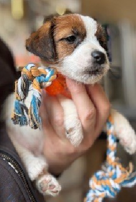 CHIOT 5 - Jack Russell Terrier