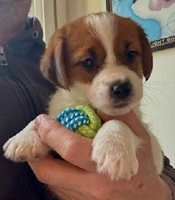 Les chiots de Jack Russell Terrier