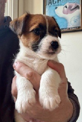 CHIOT 1 - Jack Russell Terrier