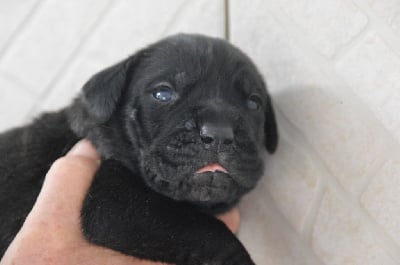 Les chiots de Cane Corso