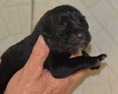 Les chiots de Cane Corso