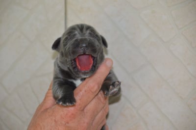 Les chiots de Cane Corso