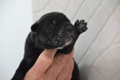 Les chiots de Cane Corso