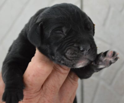 Les chiots de Cane Corso