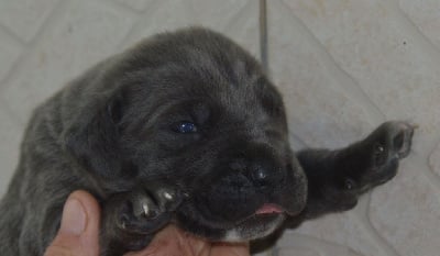 Les chiots de Cane Corso