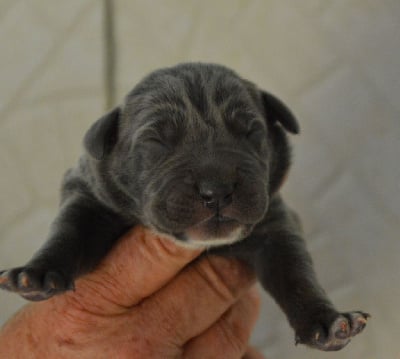 Les chiots de Cane Corso