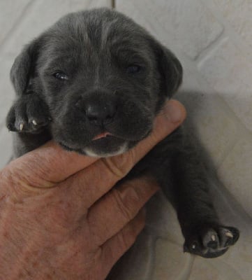 Les chiots de Cane Corso