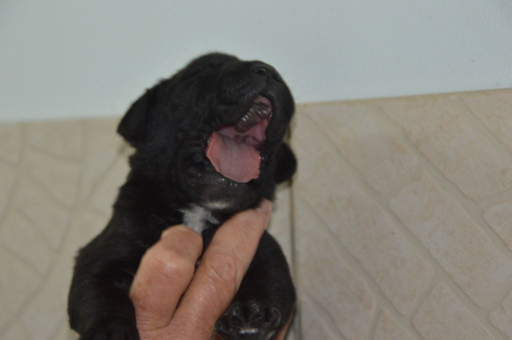 CHIOT 3 - Cane Corso