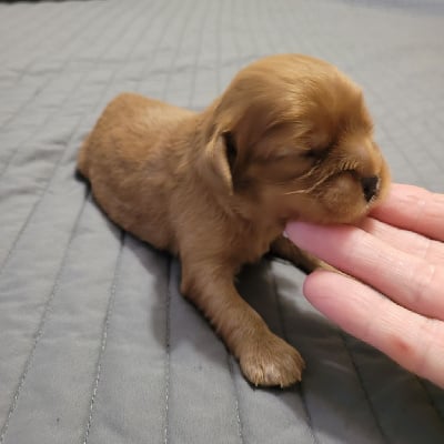 Les chiots de Cavalier King Charles Spaniel