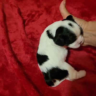 Les chiots de Cavalier King Charles Spaniel