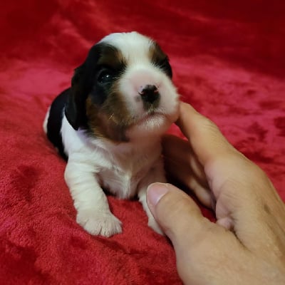 Les chiots de Cavalier King Charles Spaniel