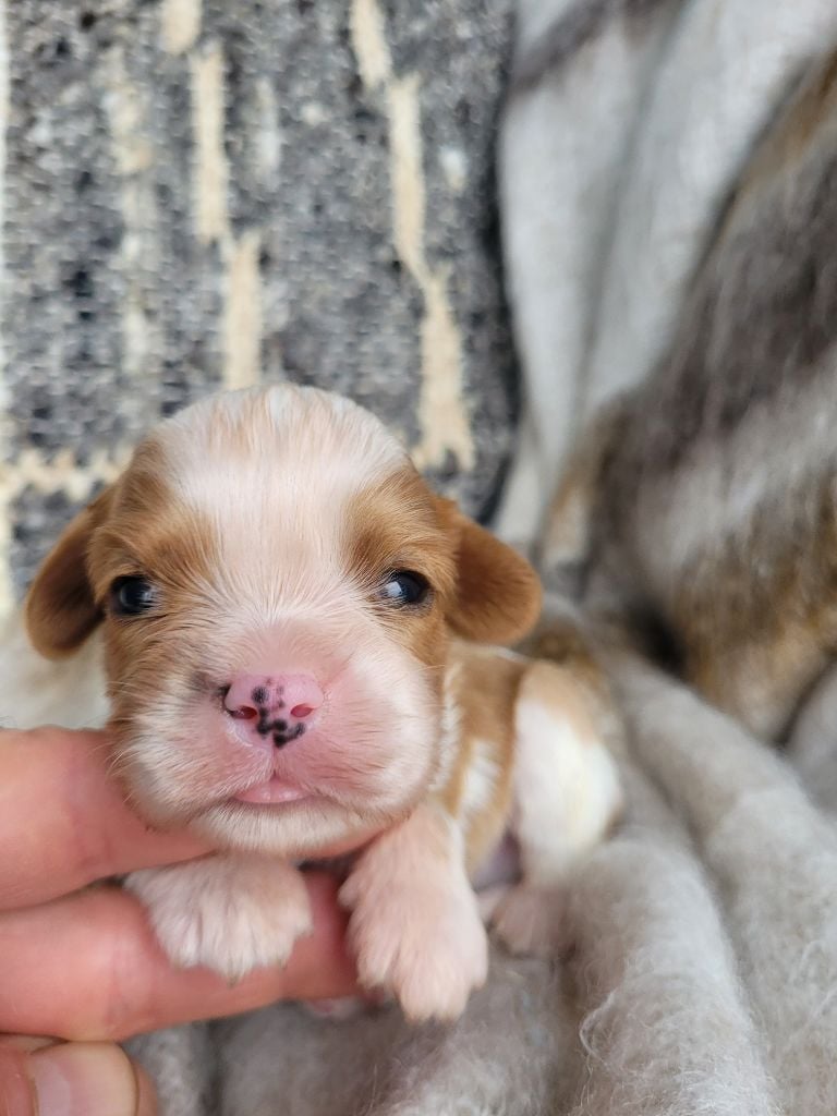 CHIOT 1 - Cavalier King Charles Spaniel