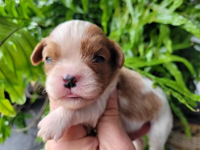 CHIOT 2 - Cavalier King Charles Spaniel