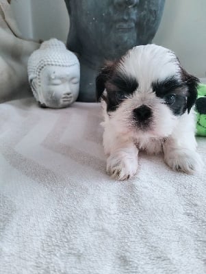 Les chiots de Shih Tzu