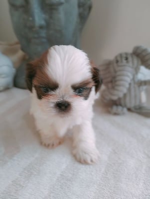 CHIOT 2 - Shih Tzu