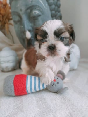 Les chiots de Shih Tzu