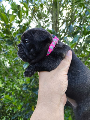 Les chiots de Bouledogue français