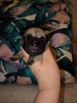 Les chiots de Bouledogue français