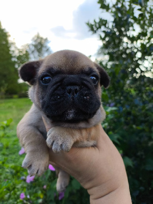 Les chiots de Bouledogue français