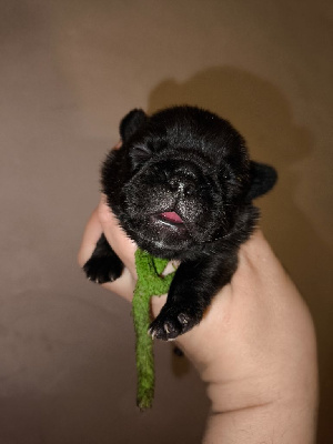 Les chiots de Bouledogue français