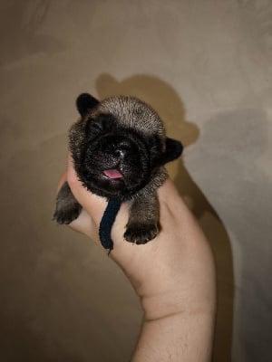 Les chiots de Bouledogue français