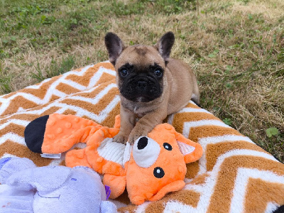 Les chiots de Bouledogue français