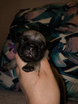 Les chiots de Bouledogue français