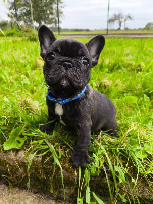 Les chiots de Bouledogue français