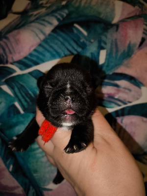 Les chiots de Bouledogue français