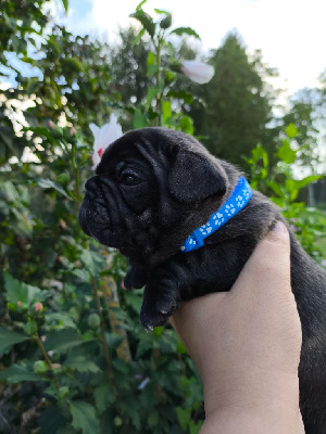 Les chiots de Bouledogue français