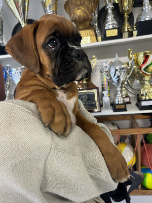 Les chiots de Boxer