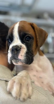 Les chiots de Boxer