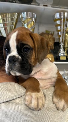 Les chiots de Boxer