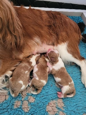 Les chiots de Cavalier King Charles Spaniel