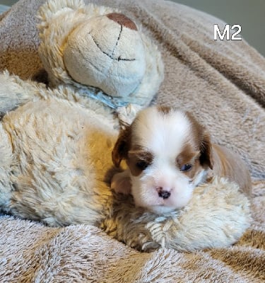 Les chiots de Cavalier King Charles Spaniel