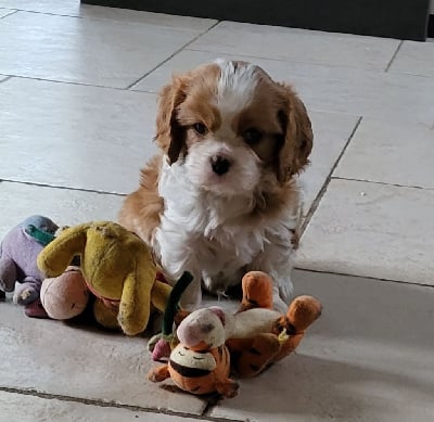 Les chiots de Cavalier King Charles Spaniel