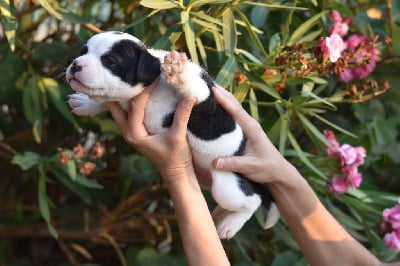 Les chiots de Staffordshire Bull Terrier