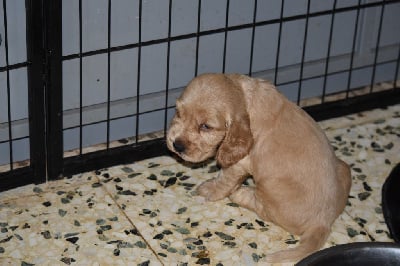 Les chiots de Cocker Spaniel Anglais